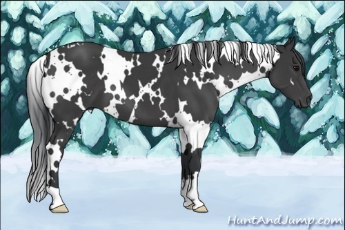 Horse Color:White Spotted Black 