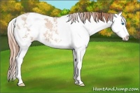 Horse Color:Buckskin Pearl Sabino Splash 