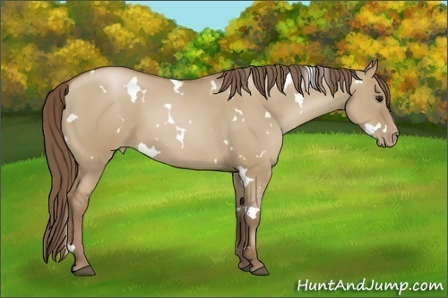 Horse Color:White Spotted Grullo Pearl 