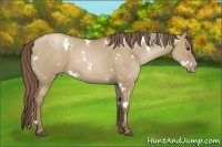 Horse Color:White Spotted Grullo Pearl