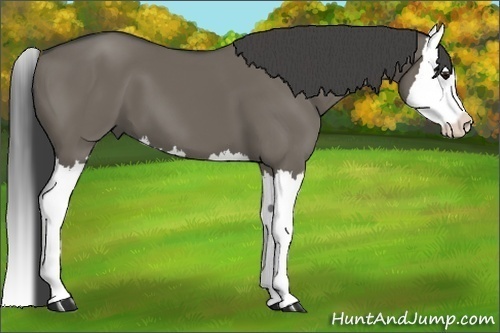 Horse Color:Smoky Grullo Splash