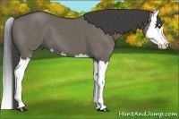 Horse Color:Smoky Grullo Splash