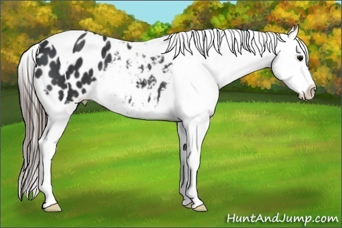 Horse Color:Black Tobiano Appaloosa Rabicano 