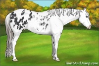 Horse Color:Black Tobiano Appaloosa Rabicano 