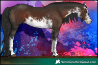 Horse Color:White Spotted Liver Chestnut
