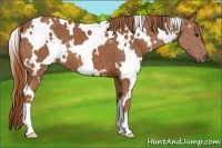 Horse Color:White Spotted Chestnut 