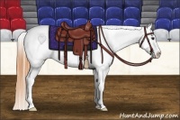 Horse Color:Buckskin Appaloosa