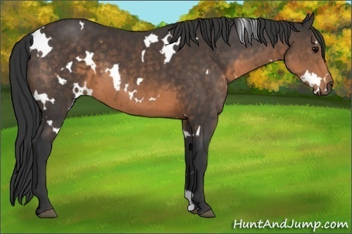 Horse Color:White Spotted Buckskin 