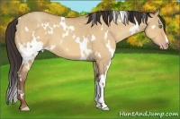 Horse Color:White Spotted Amber Champagne Dun