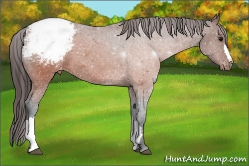 Horse Color:Brown Appaloosa 