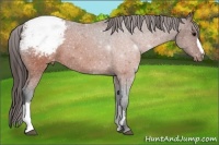 Horse Color:Brown Appaloosa 