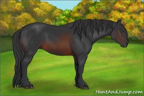Horse Color:Brown 