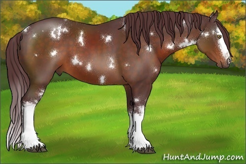 Horse Color:White Spotted Chocolate Bay 
