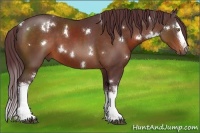 Horse Color:White Spotted Chocolate Bay 