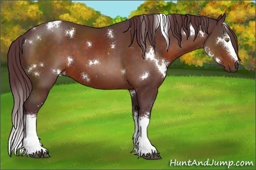 Horse Color:White Spotted Chocolate Bay 