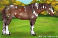 Horse Color:White Spotted Chocolate Bay 