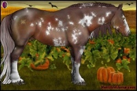 Horse Color:White Spotted Chocolate Bay
