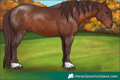 Horse Color:Chocolate Brown 