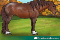 Horse Color:Chocolate Brown 