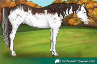 Horse Color:White Spotted Liver Chestnut Splash 