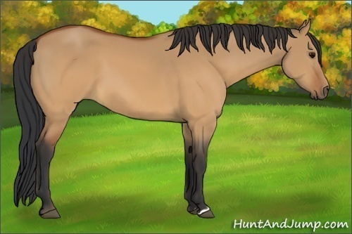 Horse Color:Bay Dun