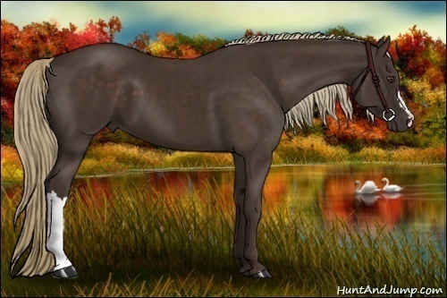Horse Color:Liver Chestnut