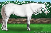 Horse Color:Liver Chestnut Near Leopard