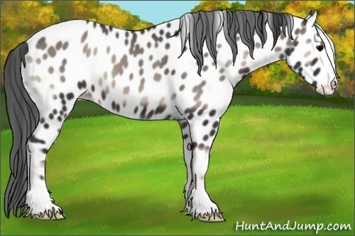 Horse Color:Blue Onyx Appaloosa