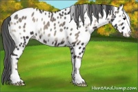 Horse Color:Blue Onyx Appaloosa 