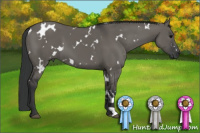 Horse Color:White Spotted Grullo