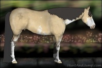 Horse Color:Buckskin Dun Sabino 