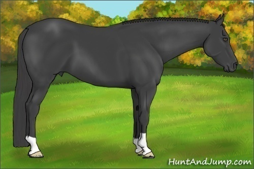 Horse Color:Smoky Black 