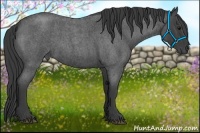 Horse Color:Smoky Blue Roan 