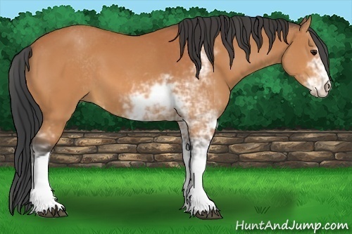 Horse Color:Bay Sabino
