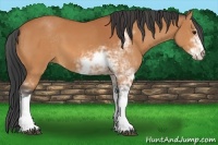 Horse Color:Bay Sabino
