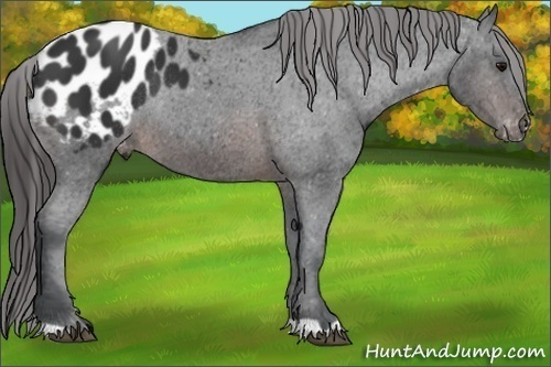 Horse Color:Brown Appaloosa Rabicano 