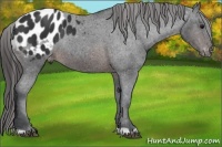 Horse Color:Brown Appaloosa Rabicano 
