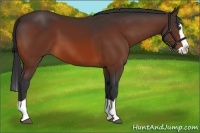 Horse Color:Bay Splash 