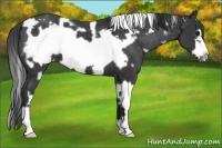 Horse Color:White Spotted Black Frame Appaloosa 