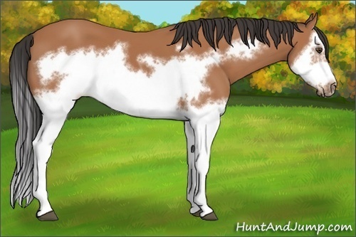 Horse Color:Bay Splash Frame