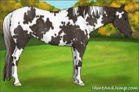 Horse Color:White Spotted Liver Chestnut 