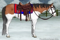 Horse Color:Bay Splash 