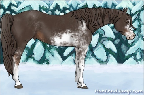Horse Color:Liver Chestnut Sabino 