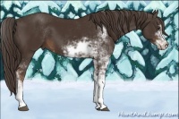 Horse Color:Liver Chestnut Sabino
