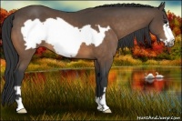 Horse Color:Buckskin Frame 