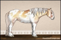 Horse Color:White Spotted Silver Bay Onyx Tobiano Frame Rabicano 