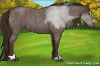 Horse Color:Liver Red Roan Sabino