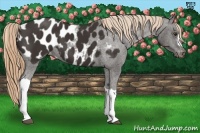 Horse Color:Liver Chestnut Appaloosa