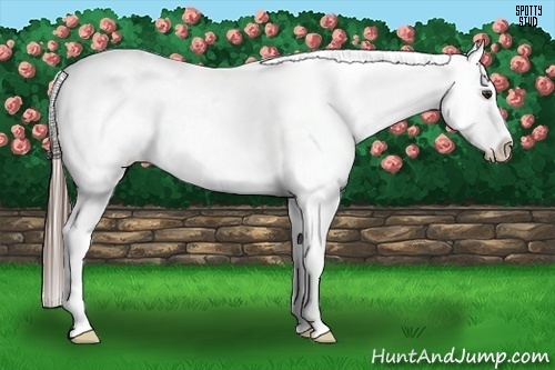 Horse Color:Liver Chestnut Appaloosa 