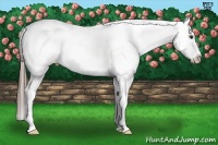 Horse Color:Liver Chestnut Near Leopard 